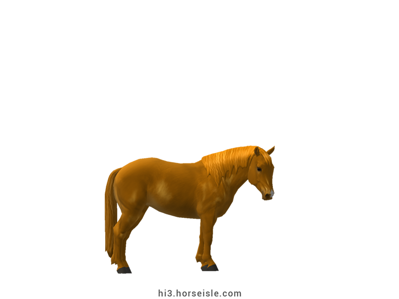 Kerry Bog Pony Golden Chestnut Coat
